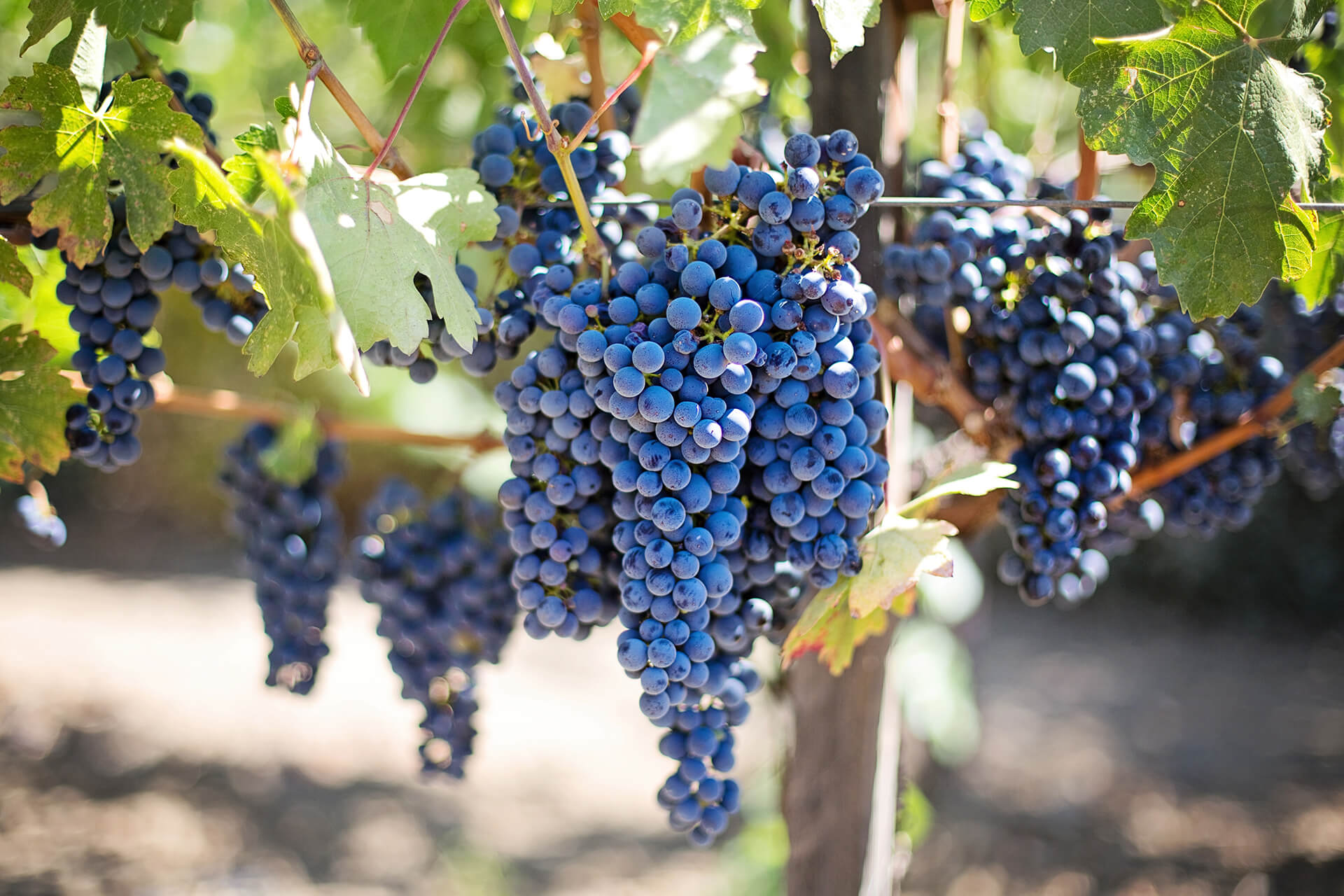 Grenache